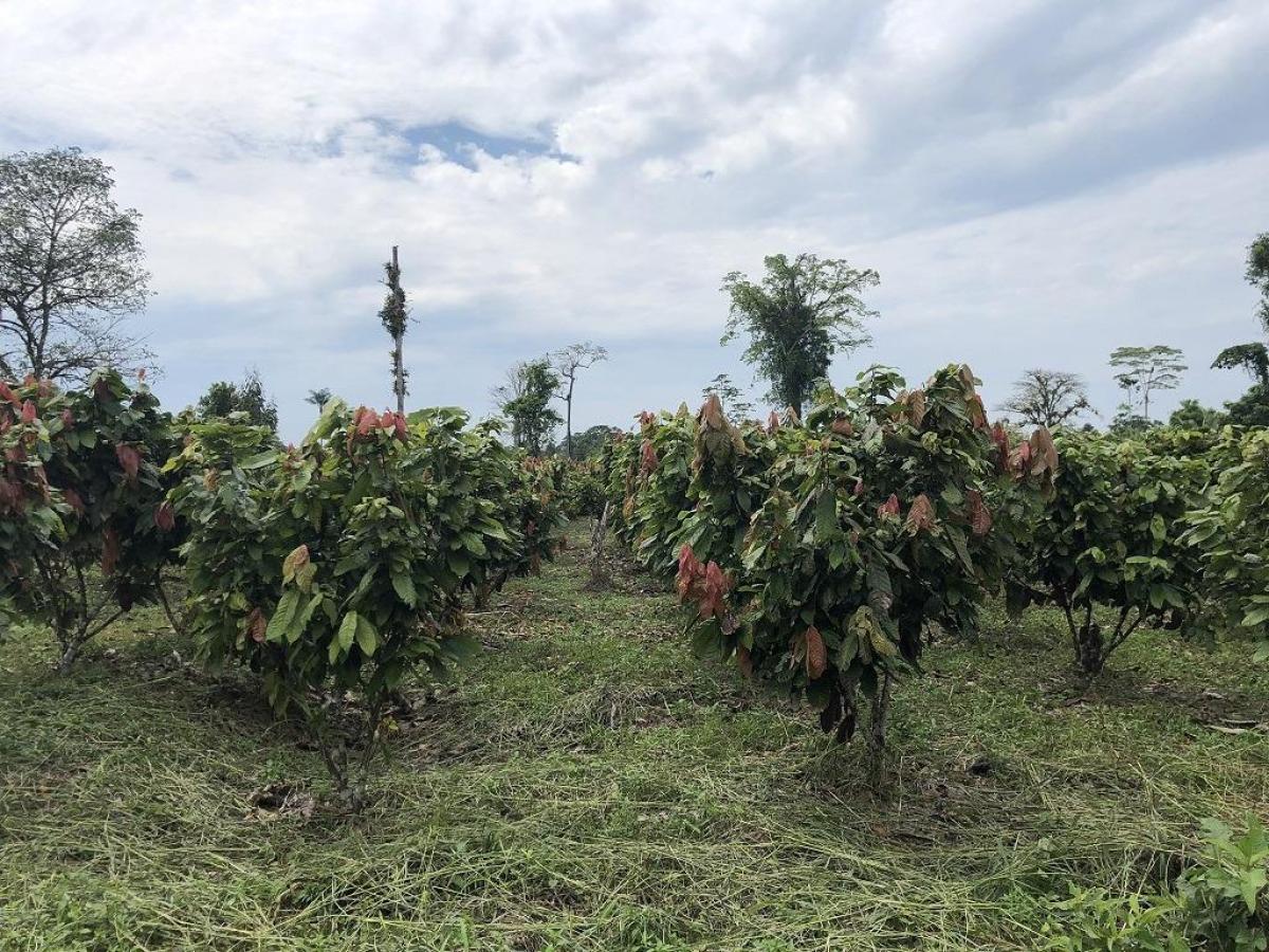 Hacienda amazónica de 310 ha con cacao, balsa y acceso e40 - morona santiago - Terrenos en Morona Santiago - Foto 2
