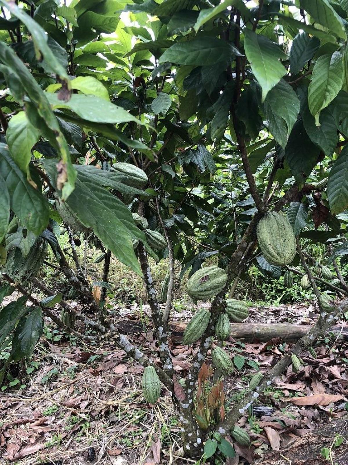 Hacienda amazónica de 310 ha con cacao, balsa y acceso e40 - morona santiago - Terrenos en Morona Santiago - Foto 3