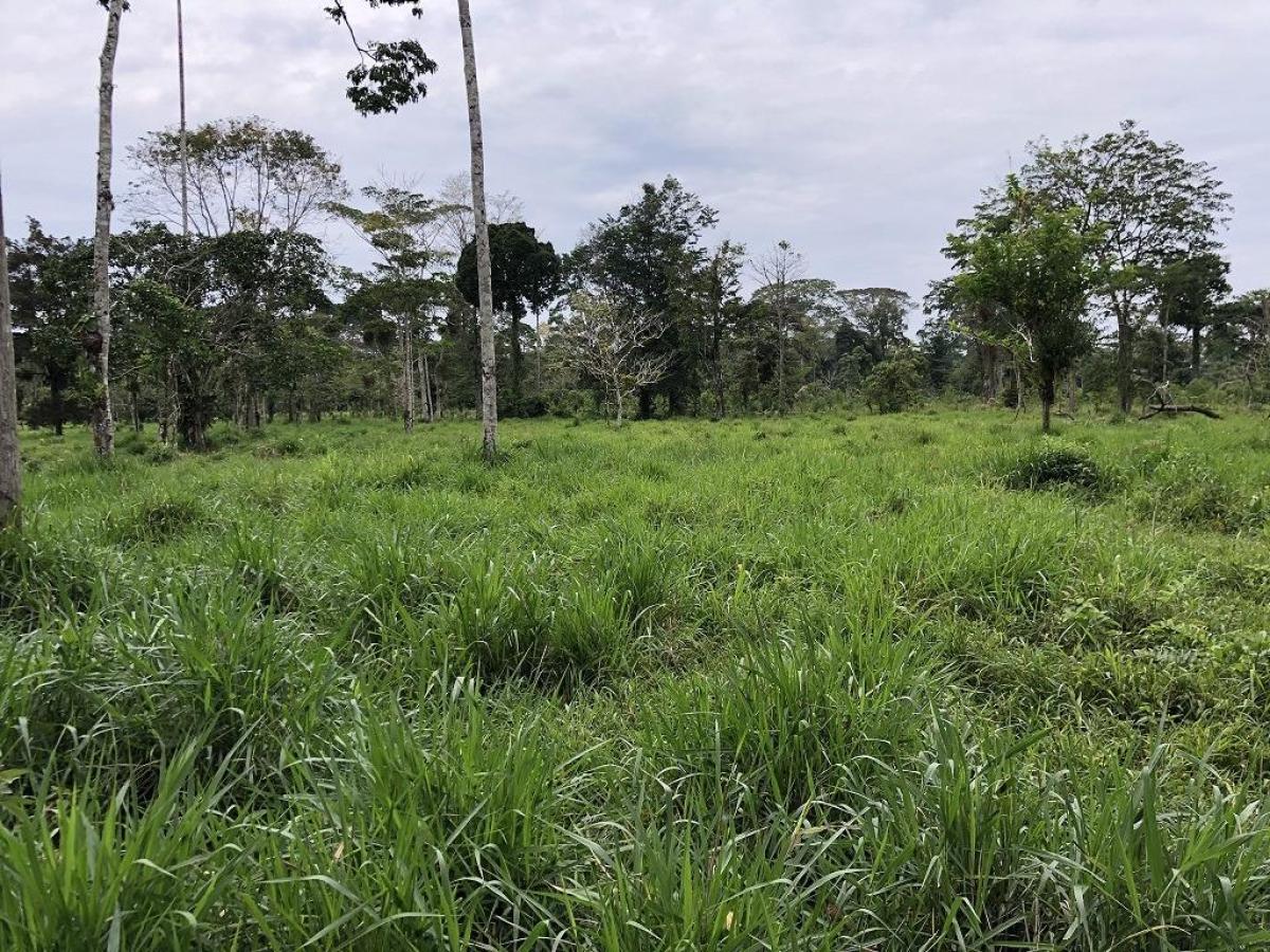 Hacienda amazónica de 310 ha con cacao, balsa y acceso e40 - morona santiago - Terrenos en Morona Santiago - Foto 6
