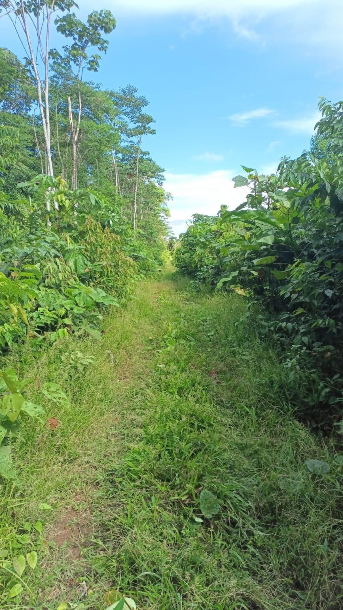Hacienda amazónica de 310 ha con cacao, balsa y acceso e40 - morona santiago - Terrenos en Morona Santiago - Foto 7